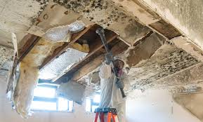 Reliable Brownville, NJ Mold Remediation Solutions